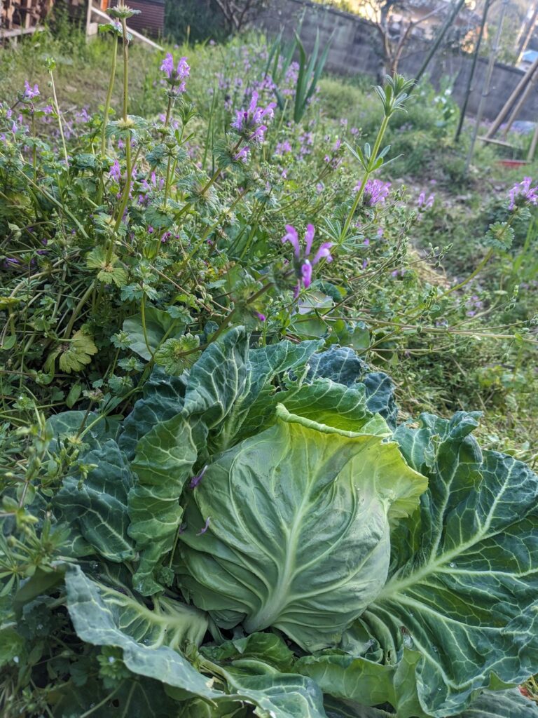 畑のキャベツと野草の花