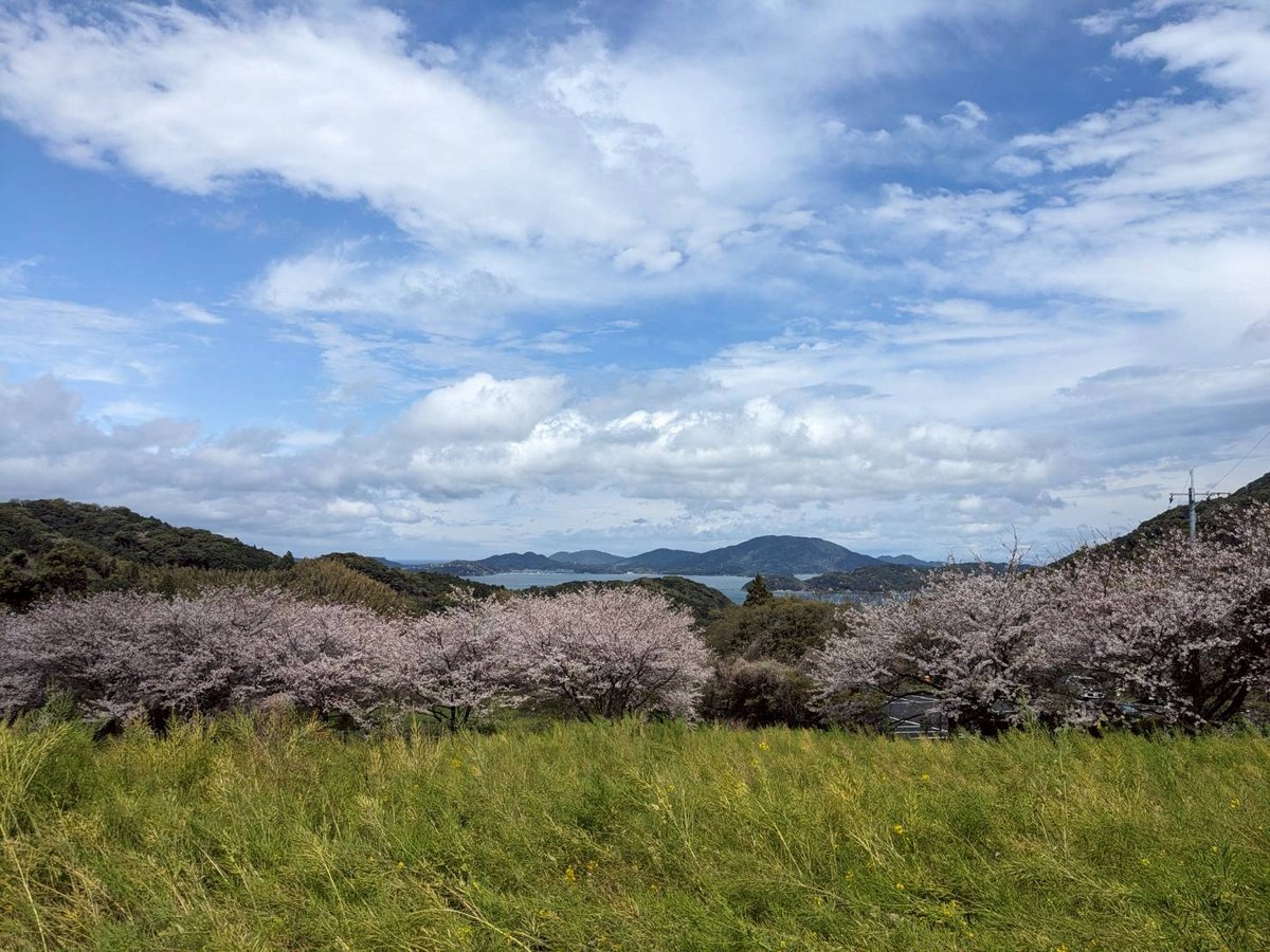 糸島の桜と海